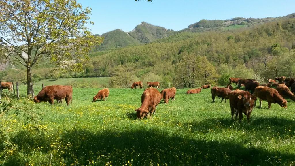 Agriturismo Il Falco Del Monte Fumaiolo Alfero 外观 照片